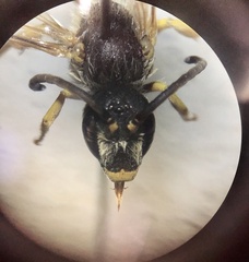 Halictus simplex