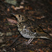 Bassian Thrush - Photo (c) Nathan Ruser, some rights reserved (CC BY-SA), uploaded by Nathan Ruser