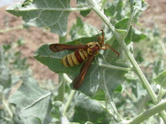 Paranthrene robiniae