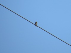 Hirundo rustica