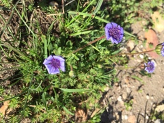 Felicia heterophylla