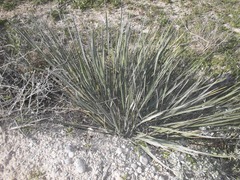 Yucca constricta