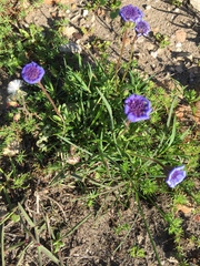 Felicia heterophylla
