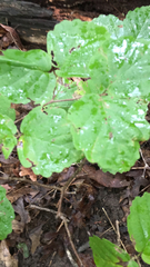 Brachyglottis repanda