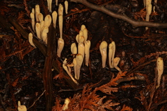 Clavariadelphus ligula