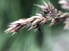 Calamagrostis varia