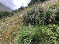 Calamagrostis varia