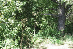 Angelica archangelica