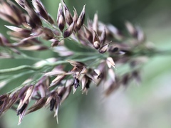 Calamagrostis varia