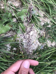 Calamagrostis varia