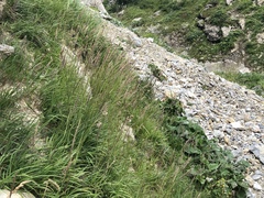 Calamagrostis varia