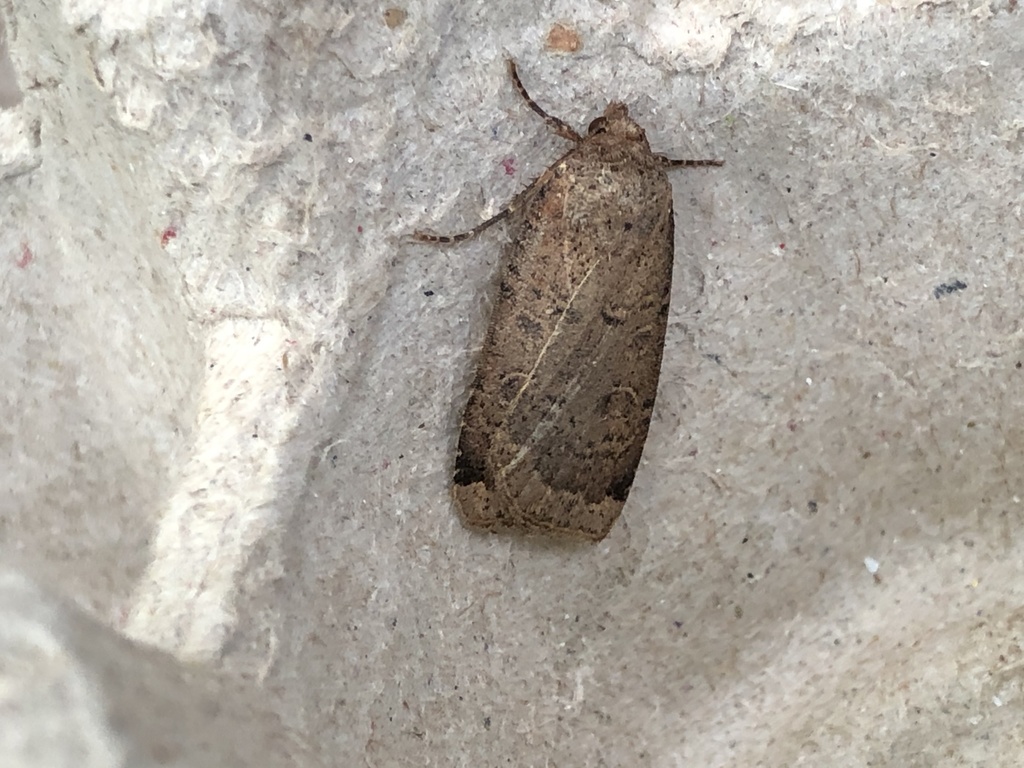 Blueberry Budworm Moth