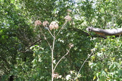 Angelica archangelica