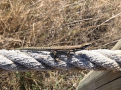 Podarcis pityusensis formenterae