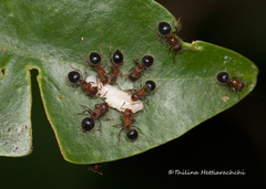 Meranoplus bicolor