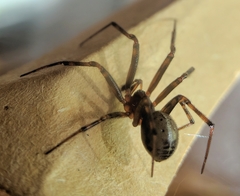 Steatoda castanea
