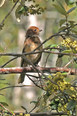 Pachycephala olivacea