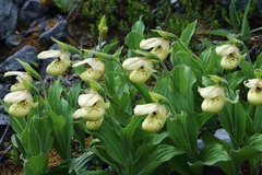 Cypripedium flavum