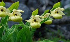Cypripedium flavum
