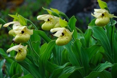 Cypripedium flavum