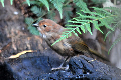 Pachycephala olivacea