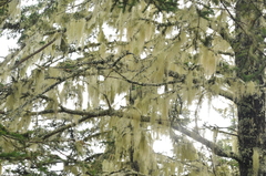 Usnea trichodea