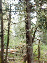 Usnea trichodea