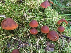 Gymnopilus picreus