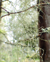 Usnea trichodea