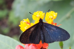 Altinote ozomene nox