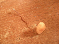 Marasmius cladophyllus