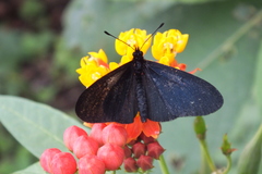 Altinote ozomene nox