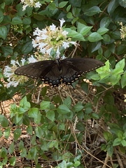 Papilio glaucus