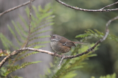 Tasmanian Scrubwren photo 3