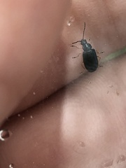 Alticina