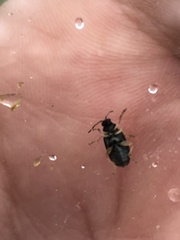 Alticina