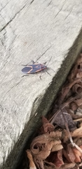 Boisea trivittata