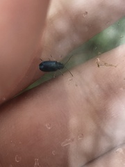 Alticina
