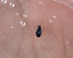Alticina