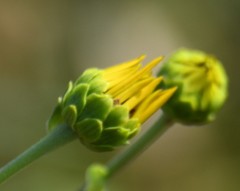 Helianthus silphioides