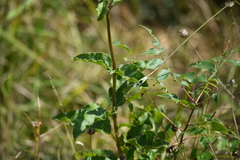 Helianthus silphioides