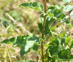 Helianthus silphioides