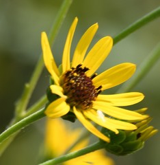 Helianthus silphioides