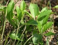 Helianthus silphioides