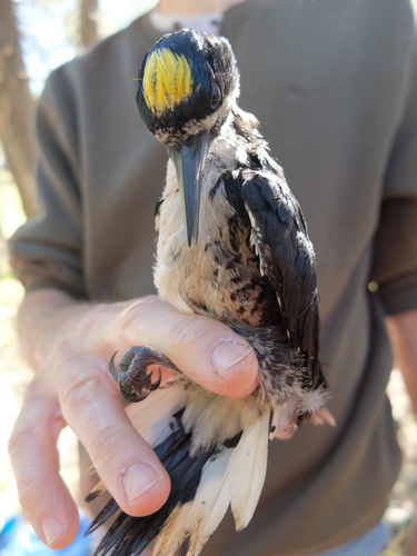 iNaturalist observation photo of Black-backed Woodpecker