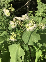 Ageratina roanensis
