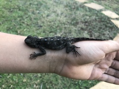 Acanthocercus atricollis