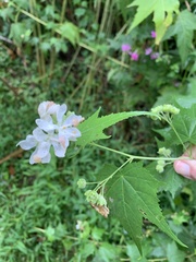 Ripariosida hermaphrodita