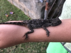 Acanthocercus atricollis