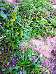 Capsella bursa-pastoris